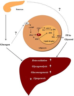 Glucagon Receptor Signaling and Lipid Metabolism